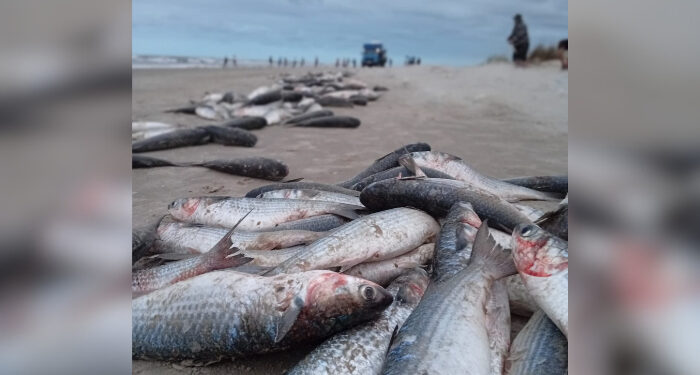 Pescadores capturam cerca de 10 toneladas de tainha em Jaguaruna