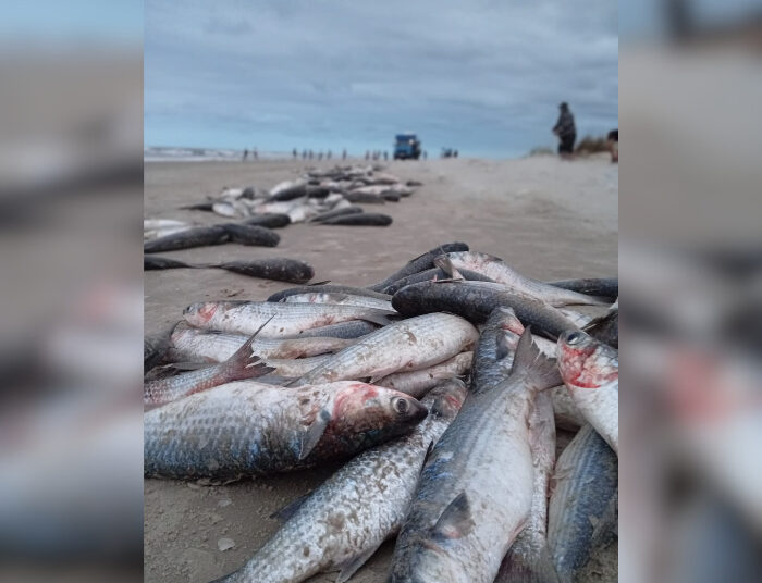 Pescadores capturam cerca de 10 toneladas de tainha em Jaguaruna
