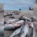 Pescadores capturam cerca de 10 toneladas de tainha em Jaguaruna